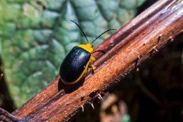 Beetle photographed in Caparao, Espirito Santo. Southeast of Brazil. Atlantic Forest Biome. Picture made in 2018.