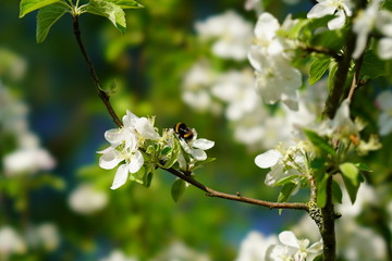 bee on a flower