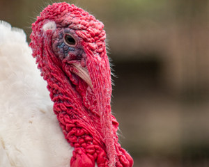 Portrait of male domestic turkey (Meleagris gallopavo)