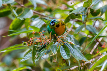 Brassy breasted Tanager photographed in Caparao, Espirito Santo. Southeast of Brazil. Atlantic Forest Biome. Picture made in 2018.