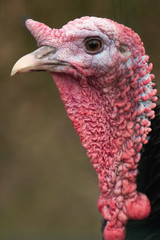 Closeup of the face of domestic turkey (Meleagris gallopavo)