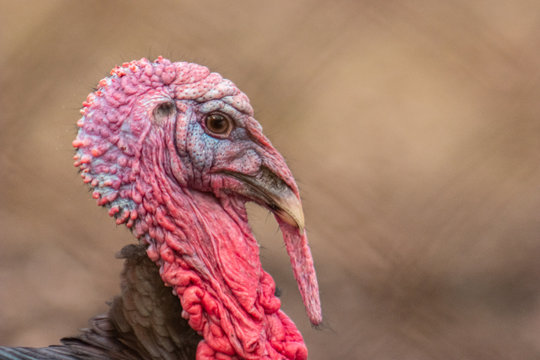 Right profile of male domestic turkey (Meleagris gallopavo)