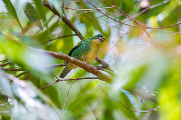 Brassy breasted Tanager photographed in Caparao, Espirito Santo. Southeast of Brazil. Atlantic Forest Biome. Picture made in 2018.