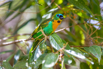 Brassy breasted Tanager photographed in Caparao, Espirito Santo. Southeast of Brazil. Atlantic Forest Biome. Picture made in 2018.