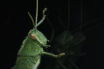 Naturaleza, vida y detalles