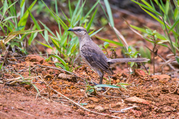 Chalk browed Mockingbird photographed in Caparao, Espirito Santo. Southeast of Brazil. Atlantic Forest Biome. Picture made in 2018.