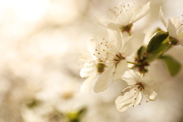 Closeup view of blossoming tree outdoors on spring day