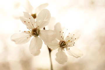 Closeup view of blossoming tree outdoors on spring day