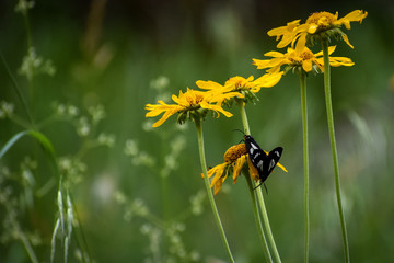 butterflies on a yellow flower