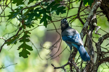 Bluebird on a branch