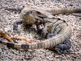 Two Iguanas Fighting
