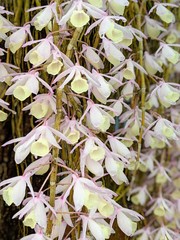 a wall of hanging orchids
