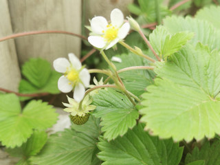 wild strawberry flowers and green berry on a green bush in the grass