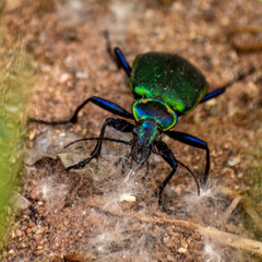 Iridescent green and blue beetle