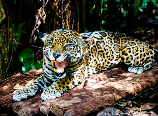 Jaguar roaring and showing teeth