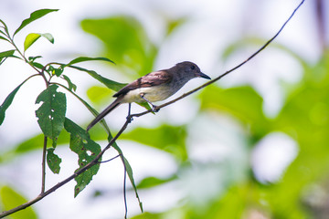 Crested Flycatchers photographed in Caparao, Espirito Santo. Southeast of Brazil. Atlantic Forest Biome. Picture made in 2018.