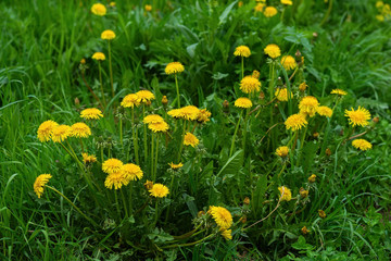 May day, bright yellow dandelions in green grass, spring summer season, natural background