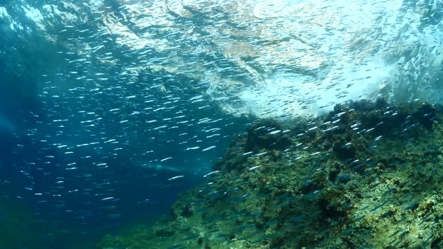 silverside school underwater pass by rocks wavy sea on the surface