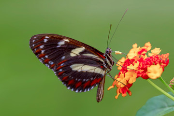 Beautiful  heliconius  butterfly  sitting on flower in a summer garden

