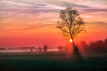 Samotne drzewo o wschodzie słońca