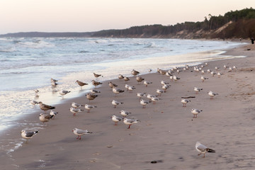 seagull colony