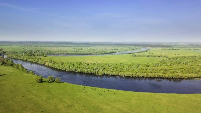 Aerial view. The herd of cows grazing on the bank of the beautiful Desna River in Ukraine. Amazing green pasture on the river bank at spring when the river is full of water.