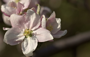 Fototapeta na wymiar kwitnąca jabłoń