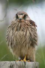 Common kestrel (Falco tinnunculus) portrait in garden