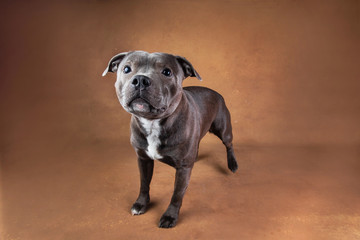 Young funny American Staffordshire terrier looking at camera