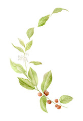 Watercolor coffee illustrations. Hand painted branches of coffee, red coffee beans, flowers