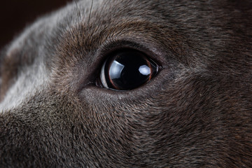 American staffordshire terrier on brown background in studio