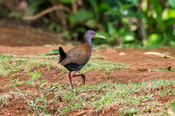 Slaty breasted Wood Rail photographed in Caparao, Espirito Santo. Southeast of Brazil. Atlantic Forest Biome. Picture made in 2018.
