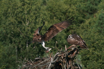 Osprey or more specifically the western osprey (Pandion haliaetus) — also called sea hawk, river hawk, and fish hawk