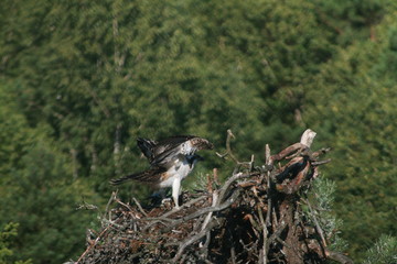 Osprey or more specifically the western osprey (Pandion haliaetus) — also called sea hawk, river hawk, and fish hawk
