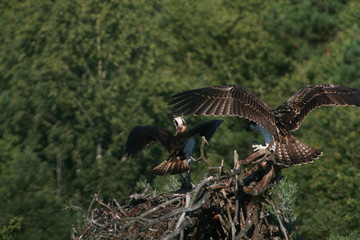 Osprey or more specifically the western osprey (Pandion haliaetus) — also called sea hawk, river hawk, and fish hawk