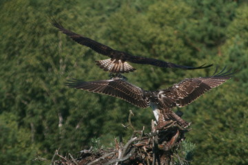 Osprey or more specifically the western osprey (Pandion haliaetus) — also called sea hawk, river hawk, and fish hawk