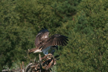 Osprey or more specifically the western osprey (Pandion haliaetus) — also called sea hawk, river hawk, and fish hawk