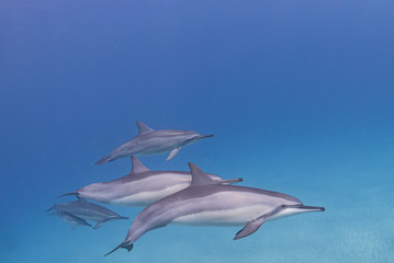 Pod of dolphins with baby dolphin swimming in clear blue ocean over sand