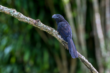 Smooth billed Ani photographed in Caparao, Espirito Santo. Southeast of Brazil. Atlantic Forest Biome. Picture made in 2018.
