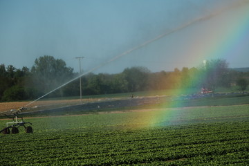 Weizenfeld mit Sprinkler bewässert