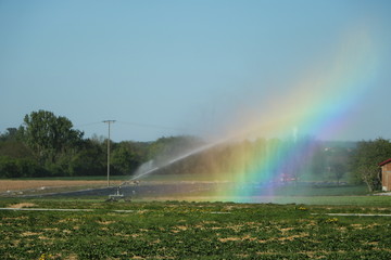 Weizenfeld wird mit Sprinkler bewässert und Regenbogen gebildet.