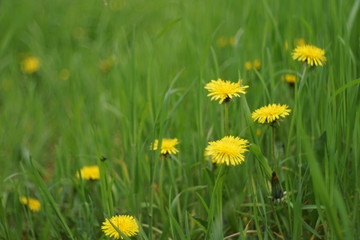 yellow dandelion flowers growing in a spring.