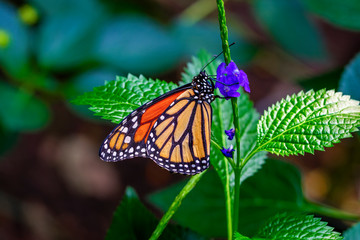 Monarch, Danaus plexippus is a milkweed butterfly (subfamily Danainae) in the family Nymphalidae butterfly in nature habitat.