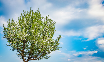 Fototapeta premium blooming tree in spring against blue sky