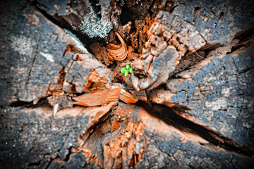 old wood background