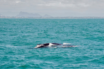 Fototapeta premium Humpback Whale photographed in Vitoria, capital of the Espírito Santo. Southeast of Brazil. Atlantic Ocean. Picture made in 2018.