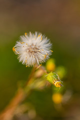  dandelion