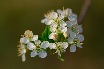 white cherry blossom macro
