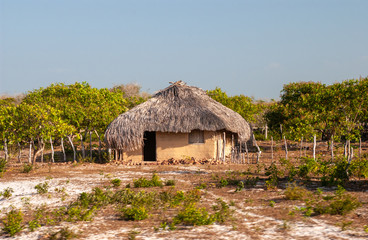 Plakat ypical thatched house, where part of the native population lives in the Lençois Maranhenses National Park, Barreirinhas, Maranhao, Brazil on October 13, 2006
