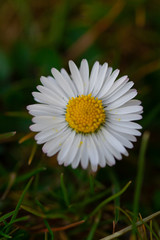Fototapeta premium white daisy flower